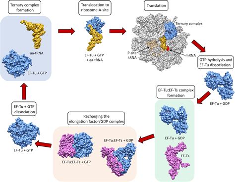 26.2: Protein Synthesis - Biology LibreTexts