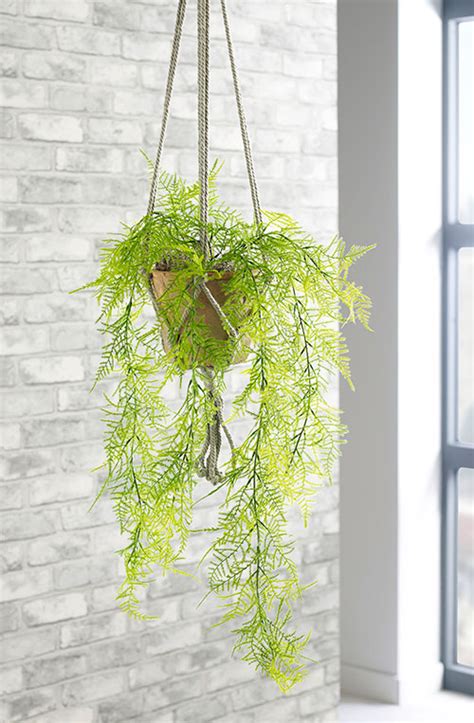 Trailing Emerald Fern Hanging Plant | Prospect Plants