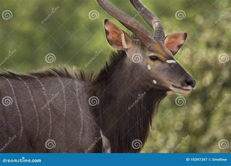 Nyala Antelope Royalty-Free Stock Photo | CartoonDealer.com #46533273