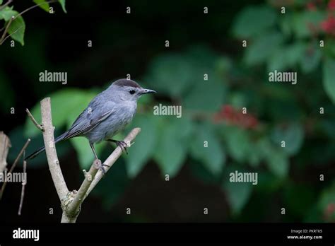 Catbird nest hi-res stock photography and images - Alamy