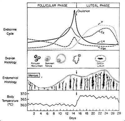 Draw A Graphical Representation Of A 28 Days Menstrual Cycle