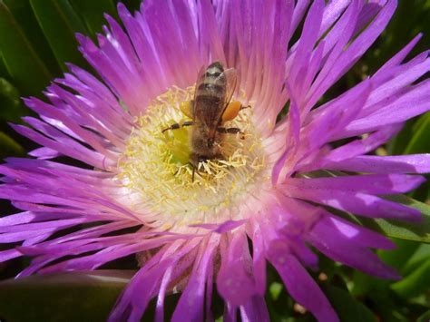 Role Of Honey Bees In Ecosystem Pollination - Natural Reserve System