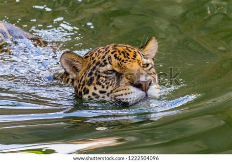 Jaguar Swimming: Over 416 Royalty-Free Licensable Stock Photos | Shutterstock