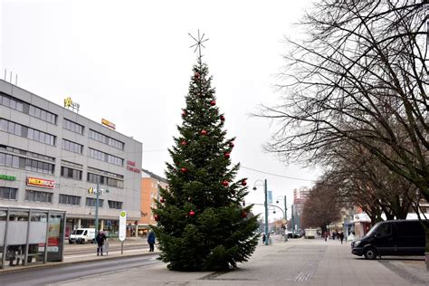 Free picture: christmas tree, street, pavement, daylight, urban area ...