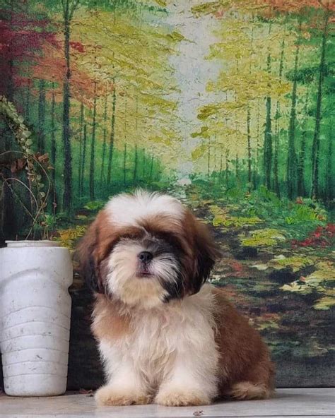 Find Purebred Shih Tzu Puppies in India for sale | Mr n Mrs Pet