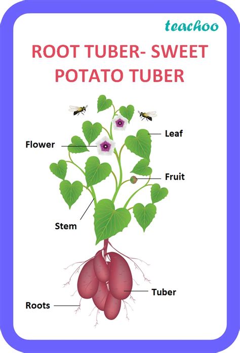 Give one example each of stem tuber and root tuber - Class 10 Teachoo