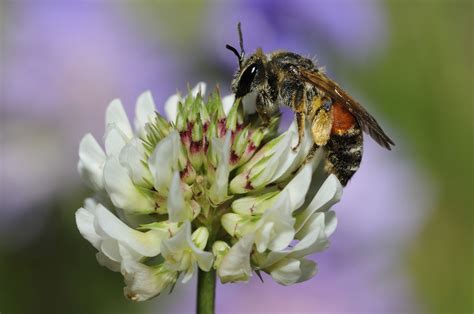 The Best Plants to Attract Bees