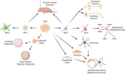 Frontiers | From neurodevelopment to neurodegeneration: utilizing human ...