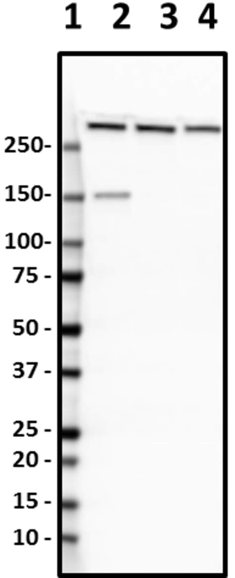 Biolegend Biotin anti-Alpha-II Spectrin, Quantity: Each of 1 | Fisher Scientific