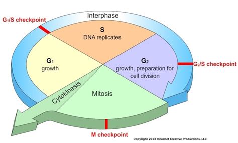 The Cell Cycle Diagram | Quizlet