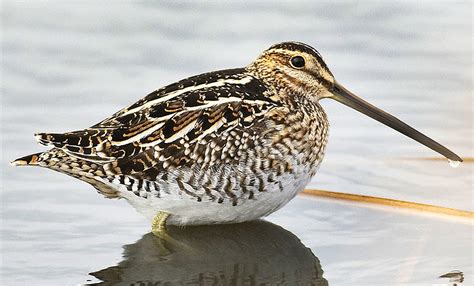 Snipe Birds Making a Rare Appearances This Week