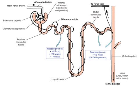 Simple Diagram Of Nephron