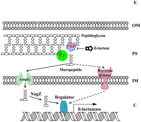 The model of beta-lactamase induction in Gram-negative bacteria. The... | Download Scientific ...