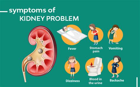 Get Kidney Function Test with Approachable Cost in Kolkata - Accuhealth ...