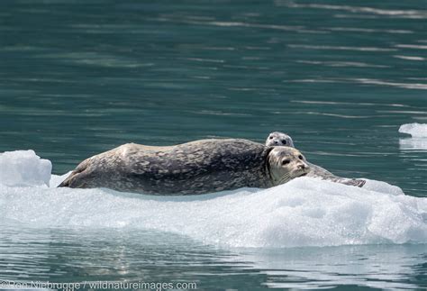 Harbor Seals | Kenai Fjords National Park, Alaska. | Photos by Ron Niebrugge