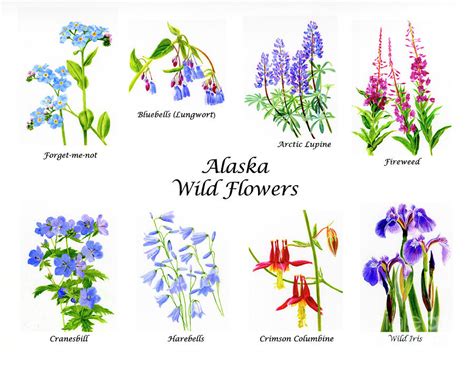 Alaska Wild Flowers Poster Horizontal Painting by Sharon Freeman