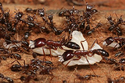 Orphan army ants adopted — Harvard Gazette