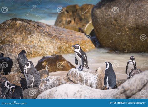 African Penguin Colony in South Africa Stock Image - Image of view, nature: 136418803