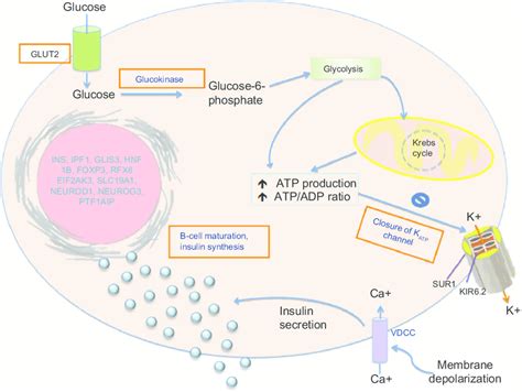 Pancreatic beta cell depicting the role of genetic defects in neonatal... | Download Scientific ...