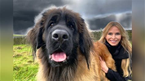 THE GIANT LEONBERGER - DANGEROUS LION DOG? - YouTube