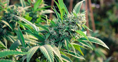 The 5 best autoflower cannabis seeds from Sensi Seeds - Sensi Seeds