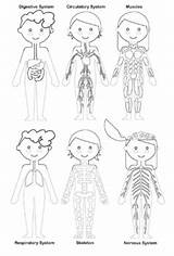 Human Body Systems Coloring Pages Sketch Page sketch template