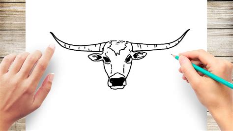 Longhorn Cattle Drawing