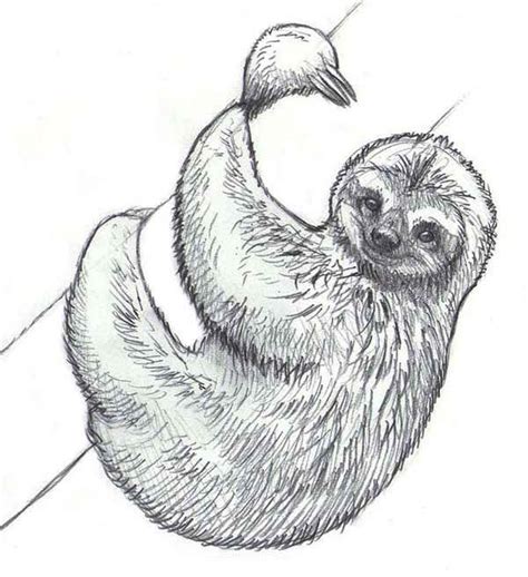 Realistic Drawing of Sloth Coloring Page | Dibujo realista, Dibujos de ...