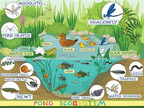 Pond Ecosystem Drawing Illustrations, Royalty-Free Vector Graphics ...