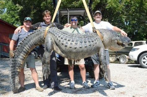 Mississippi alligator taken in Issaquena County tops state weight record - al.com