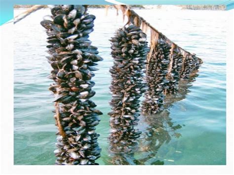 Mussels Farming in India