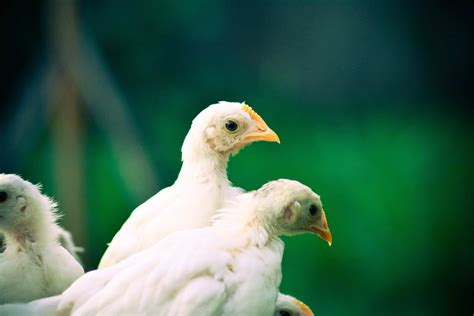 Onagadori Chicken Pictures - AZ Animals