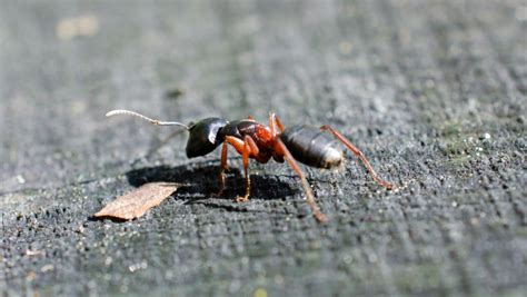 How To Prevent Carpenter Ants From Entering Your Home - Pest Control Services