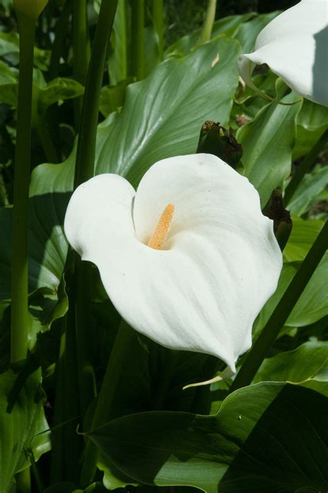 Zantedeschia 'Arum/Calla Lily' 6" Pot - Hello Hello Plants & Garden Supplies