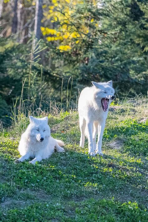 Arctic Wolf, Pack of White Wolves Stock Image - Image of looking, cute: 255458909