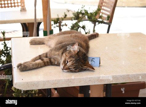 Cat sleeping on table hi-res stock photography and images - Alamy