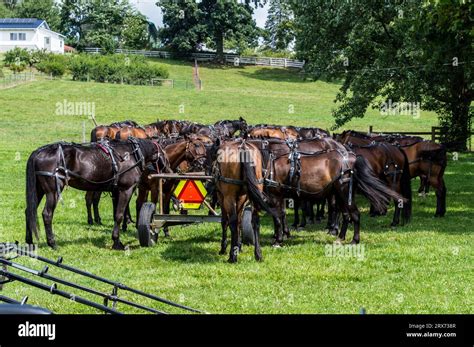 Amish buggy horses resting Stock Photo - Alamy