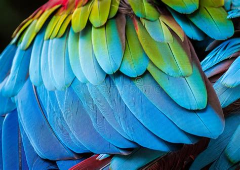 Close Up Of Parrot Feathers For Background Stock Photo - Image: 68863438