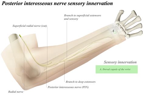 cpt code for posterior interosseous nerve neurectomy - indianweddingoutfitsblack