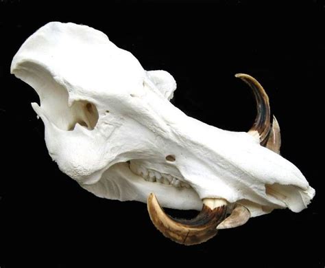 Texas Desert Wild Boar | Animal skeletons, Animal skulls, Pig skull