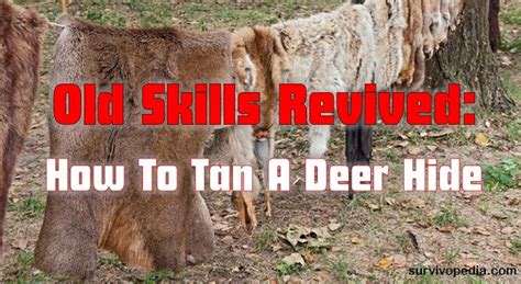 Old Skills Revived: How To Tan A Deer Hide - Bio Prepper