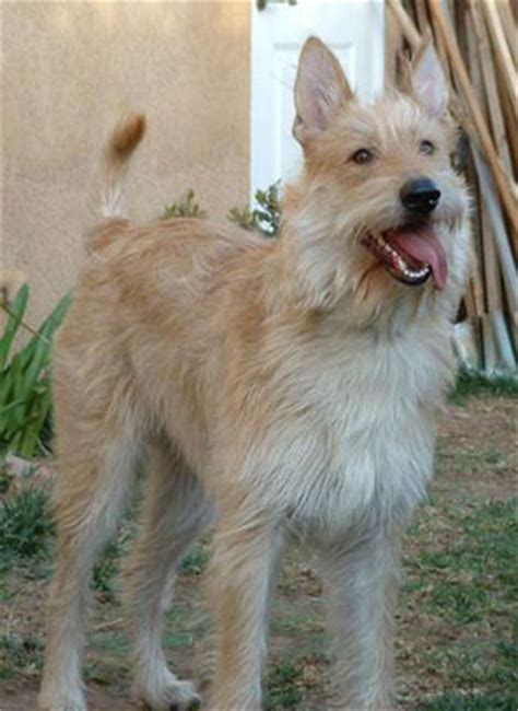 Berger Picard Info, Temperament, Puppies, Pictures