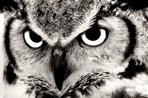 Great Horned Owl In Black And White Photograph by Jill Lang