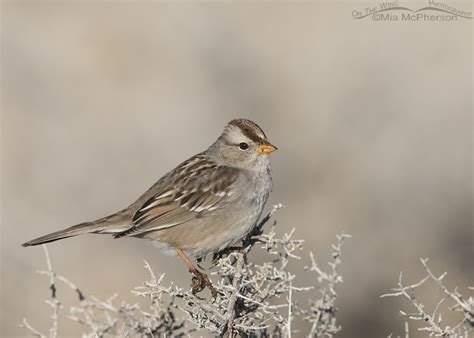 White-crowned Sparrow juvenile on a February morning – On The Wing Photography