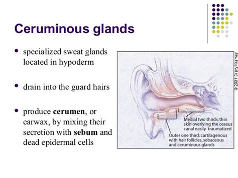 Ceruminous Glands