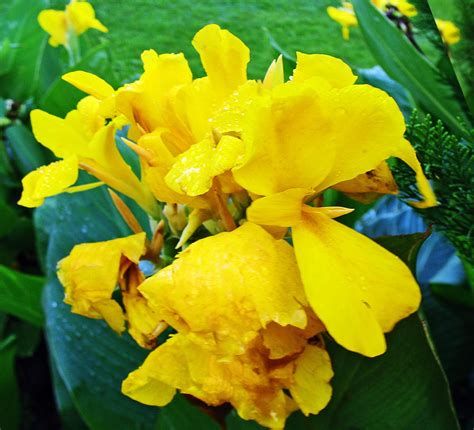 Stock Pictures: Photographs of Yellow Flowers