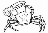 Free Printable Crab Coloring Pages For Kids  Animal Place sketch template