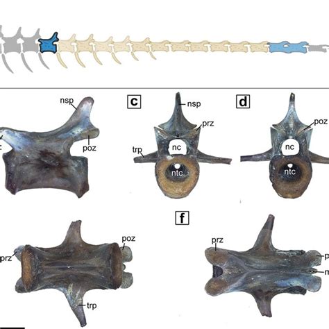 External anatomy of pathological varanopid vertebrae (MB.R.5931). a ...