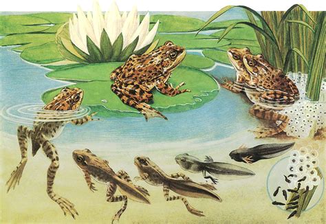 Frog Life Cycle | Scanned from my own collection. I picked t… | Flickr