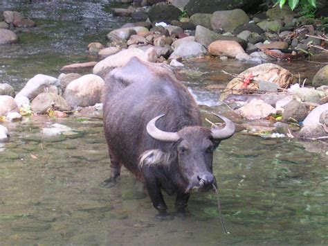 Carabao - Wikimedia Commons